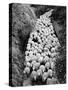 Sheep on Path, Elevated View (B&W)-Hulton Archive-Stretched Canvas