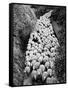 Sheep on Path, Elevated View (B&W)-Hulton Archive-Framed Stretched Canvas