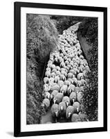 Sheep on Path, Elevated View (B&W)-Hulton Archive-Framed Photographic Print