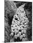 Sheep on Path, Elevated View (B&W)-Hulton Archive-Mounted Photographic Print