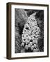 Sheep on Path, Elevated View (B&W)-Hulton Archive-Framed Photographic Print