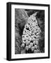 Sheep on Path, Elevated View (B&W)-Hulton Archive-Framed Photographic Print