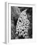 Sheep on Path, Elevated View (B&W)-Hulton Archive-Framed Photographic Print