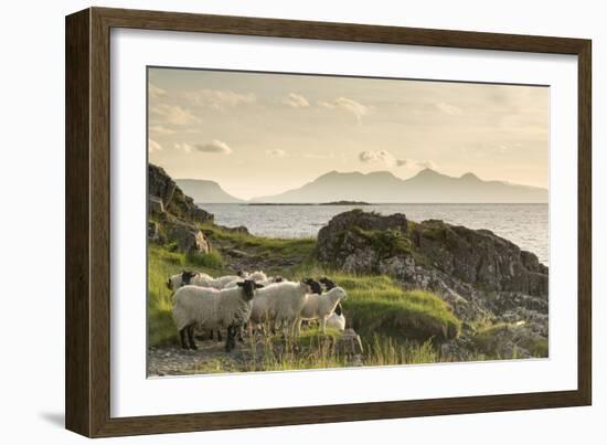 Sheep on the Beach at Camusdarach, Arisaig, Highlands, Scotland, United Kingdom, Europe-John Potter-Framed Photographic Print