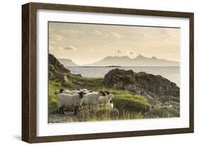 Sheep on the Beach at Camusdarach, Arisaig, Highlands, Scotland, United Kingdom, Europe-John Potter-Framed Photographic Print