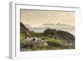 Sheep on the Beach at Camusdarach, Arisaig, Highlands, Scotland, United Kingdom, Europe-John Potter-Framed Photographic Print