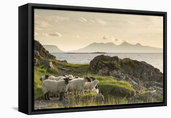 Sheep on the Beach at Camusdarach, Arisaig, Highlands, Scotland, United Kingdom, Europe-John Potter-Framed Stretched Canvas