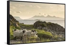 Sheep on the Beach at Camusdarach, Arisaig, Highlands, Scotland, United Kingdom, Europe-John Potter-Framed Stretched Canvas