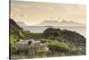 Sheep on the Beach at Camusdarach, Arisaig, Highlands, Scotland, United Kingdom, Europe-John Potter-Stretched Canvas