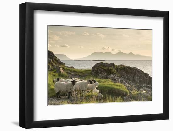 Sheep on the Beach at Camusdarach, Arisaig, Highlands, Scotland, United Kingdom, Europe-John Potter-Framed Photographic Print