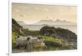 Sheep on the Beach at Camusdarach, Arisaig, Highlands, Scotland, United Kingdom, Europe-John Potter-Framed Photographic Print