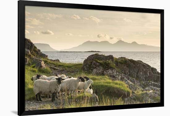 Sheep on the Beach at Camusdarach, Arisaig, Highlands, Scotland, United Kingdom, Europe-John Potter-Framed Photographic Print