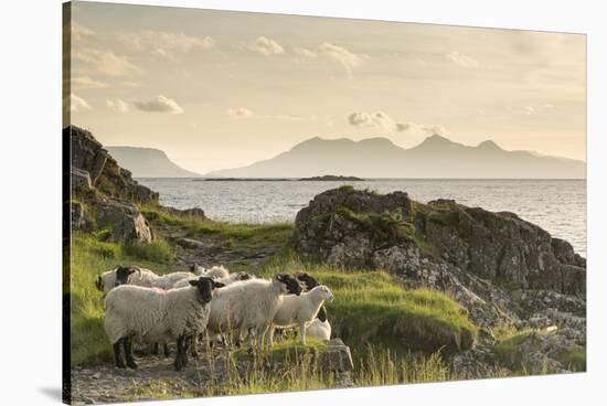 Sheep on the Beach at Camusdarach, Arisaig, Highlands, Scotland, United Kingdom, Europe-John Potter-Stretched Canvas