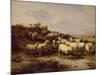 Sheep on the Coast, 1878 (Oil on Canvas)-Eugene Joseph Verboeckhoven-Mounted Giclee Print