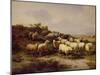 Sheep on the Coast, 1878 (Oil on Canvas)-Eugene Joseph Verboeckhoven-Mounted Giclee Print