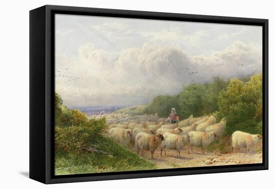 Sheep on the Downs-William W. Gosling-Framed Stretched Canvas