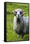 Sheep on the Faroe Islands, Denmark-Martin Zwick-Framed Stretched Canvas