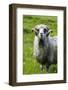 Sheep on the Faroe Islands, Denmark-Martin Zwick-Framed Photographic Print