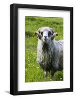 Sheep on the Faroe Islands, Denmark-Martin Zwick-Framed Photographic Print