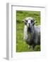 Sheep on the Faroe Islands, Denmark-Martin Zwick-Framed Photographic Print