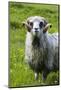 Sheep on the Faroe Islands, Denmark-Martin Zwick-Mounted Photographic Print