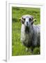 Sheep on the Faroe Islands, Denmark-Martin Zwick-Framed Premium Photographic Print