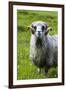 Sheep on the Faroe Islands, Denmark-Martin Zwick-Framed Premium Photographic Print