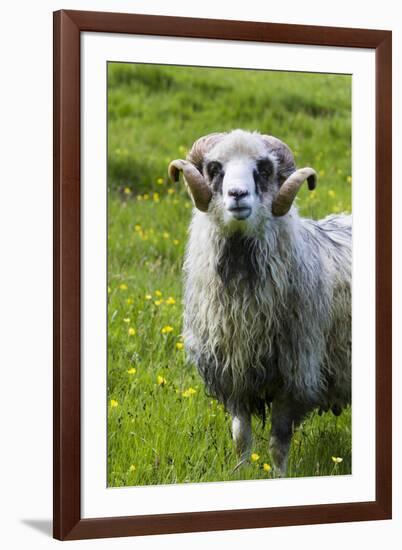 Sheep on the Faroe Islands, Denmark-Martin Zwick-Framed Premium Photographic Print