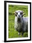 Sheep on the Faroe Islands, Denmark-Martin Zwick-Framed Premium Photographic Print