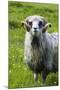 Sheep on the Faroe Islands, Denmark-Martin Zwick-Mounted Premium Photographic Print