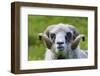 Sheep on the Faroe Islands, Denmark-Martin Zwick-Framed Photographic Print