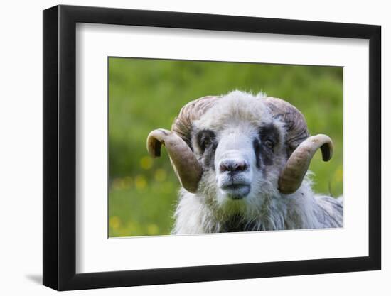 Sheep on the Faroe Islands, Denmark-Martin Zwick-Framed Photographic Print