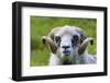 Sheep on the Faroe Islands, Denmark-Martin Zwick-Framed Photographic Print