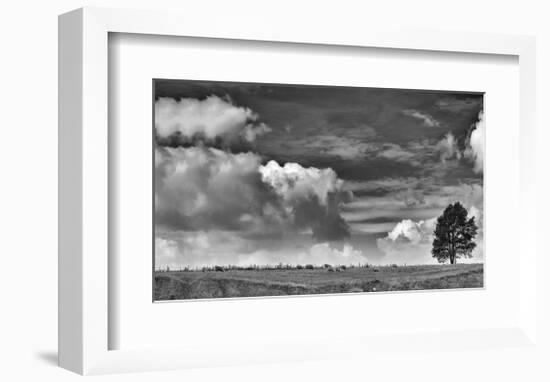 Sheep on the Horizon-Trent Foltz-Framed Giclee Print