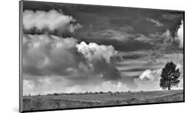 Sheep on the Horizon-Trent Foltz-Mounted Giclee Print