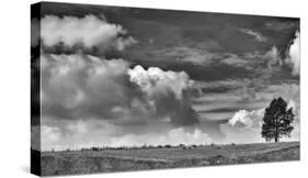 Sheep on the Horizon-Trent Foltz-Stretched Canvas