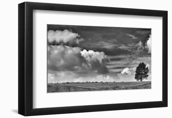 Sheep on the Horizon-Trent Foltz-Framed Art Print