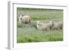 Sheep on the meadow, Iceland-Keren Su-Framed Photographic Print