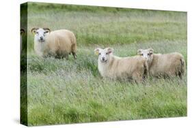 Sheep on the meadow, Iceland-Keren Su-Stretched Canvas