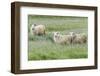 Sheep on the meadow, Iceland-Keren Su-Framed Photographic Print