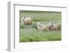 Sheep on the meadow, Iceland-Keren Su-Framed Photographic Print