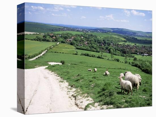 Sheep on the South Downs Near Lewes, East Sussex, England, United Kingdom-Jenny Pate-Stretched Canvas