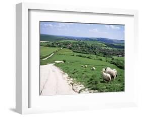 Sheep on the South Downs Near Lewes, East Sussex, England, United Kingdom-Jenny Pate-Framed Photographic Print