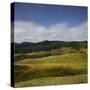 Sheep Pasture in the Moonlight, Wharariki, Tasman, South Island, New Zealand-Rainer Mirau-Stretched Canvas