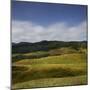 Sheep Pasture in the Moonlight, Wharariki, Tasman, South Island, New Zealand-Rainer Mirau-Mounted Photographic Print