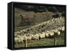 Sheep Penned for Shearing, Tautane Station, North Island, New Zealand-Adrian Neville-Framed Stretched Canvas