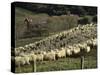 Sheep Penned for Shearing, Tautane Station, North Island, New Zealand-Adrian Neville-Stretched Canvas