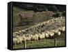 Sheep Penned for Shearing, Tautane Station, North Island, New Zealand-Adrian Neville-Framed Stretched Canvas