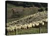 Sheep Penned for Shearing, Tautane Station, North Island, New Zealand-Adrian Neville-Stretched Canvas