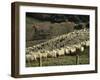 Sheep Penned for Shearing, Tautane Station, North Island, New Zealand-Adrian Neville-Framed Photographic Print